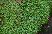 DS1_4808.JPG