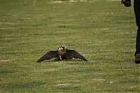 Filename=DS1_5487.JPG
Filesize=14932KiB
Dimensions=6000x4000
Date added=%883 %20, %2026 DS1_5487.JPG