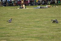 Filename=DS1_5491.JPG
Filesize=15092KiB
Dimensions=6000x4000
Date added=%883 %20, %2026 DS1_5491.JPG